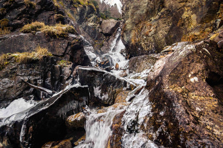 mountain river, mountain gorge, forest landscape, coniferous forest in autumn, logs