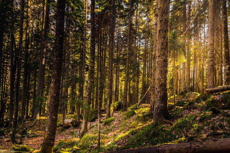 forest landscape, coniferous forest in autumn, logs
