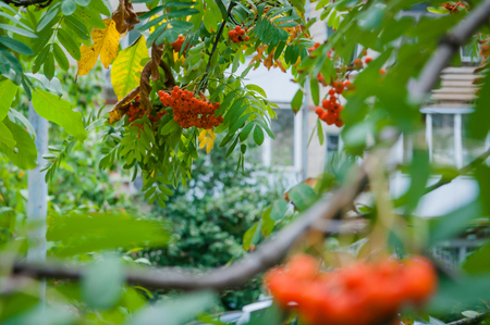 A tree with fruits in the form of a bunch of orange-red berries, as well as the berries themselves.の写真素材