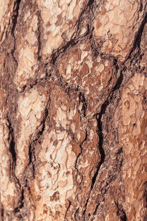 brown bark of an old pine, structural tree surface