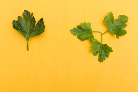 green freshly picked parsley leaves on a yellow backgroundの写真素材