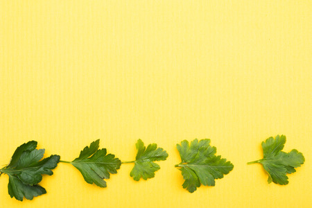 green freshly picked parsley leaves on a yellow backgroundの写真素材