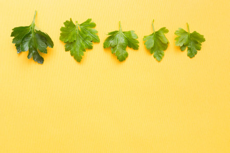 green freshly picked parsley leaves on a yellow background