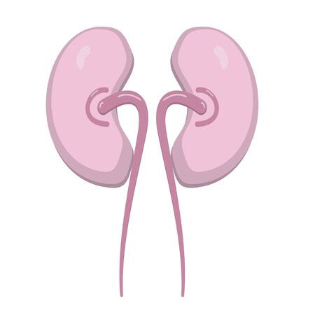 Isolated colorful red human kidney illustration on white-blue background healthy and damaged, healthy and diagnostics icon for hospital and medical. Vector illustrationのイラスト素材