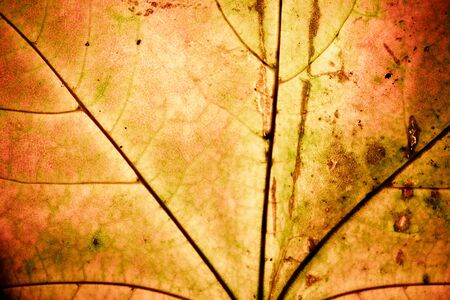 yellow autumn maple leaf grow on the tree .Autumn background with close up of yellow leaf, Detail of leaves texture, Nature background.の写真素材