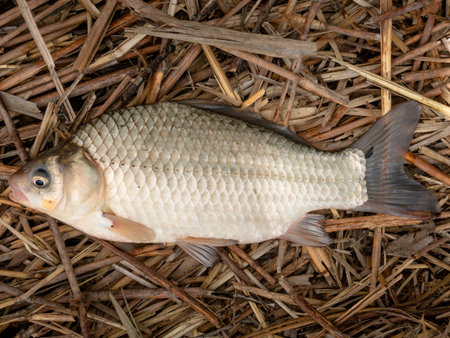 Golden crucian carp.Fish from the carp family caught in a pond