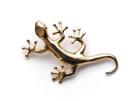 gold lizard on white background isolated four legsの写真素材