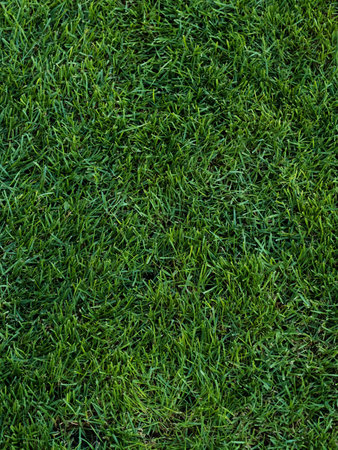 Spring grass texture, fields and meadows