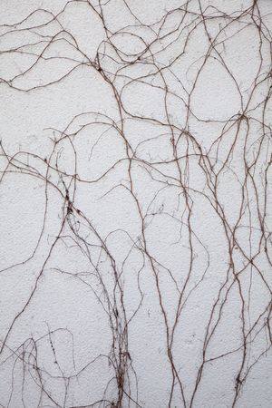 branches creeping on a wall texture patternの写真素材