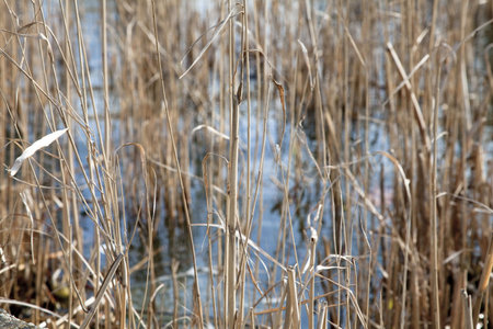 thicket texture in a pondの写真素材