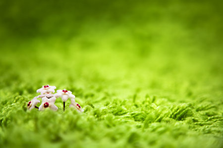 miniature flower into a carpet looking like grassの写真素材