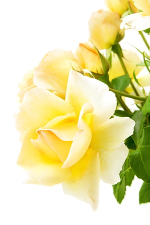 blossom yellow rose isolated on white backgroundの写真素材