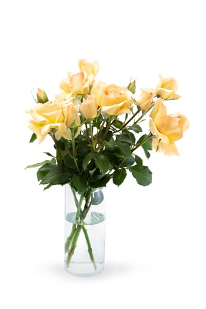 lots of roses isolated on white backgroundの写真素材
