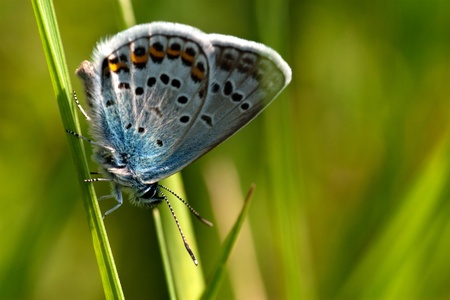 butterfly in the green nature summerの写真素材
