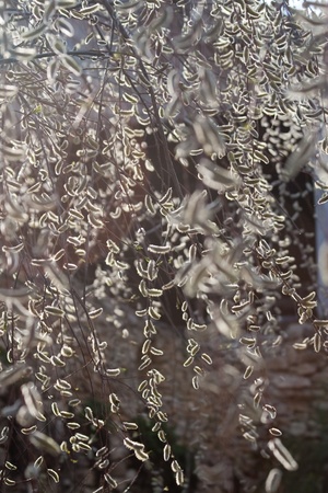 background of blooming sunnyの写真素材
