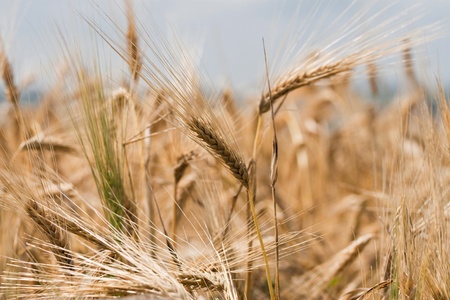 golden wheat ears photographed in depth by focusing smallの写真素材