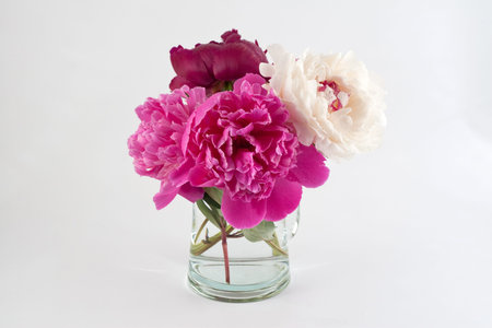 peonies in vase on white backgroundの写真素材