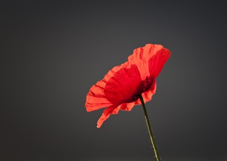 photographed poppies amid greyishの写真素材