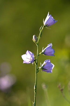 blue wild flowers on green backgroundの写真素材