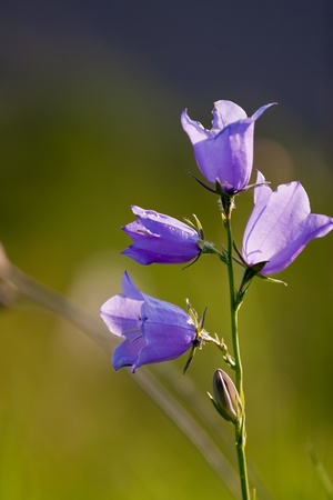 blue wild flowers on green backgroundの写真素材