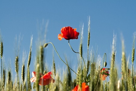 morning with wheat and poppy fieldsの写真素材