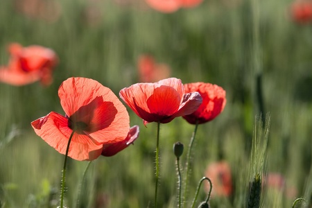 Poppy flowers on the background of the wheat chainの写真素材