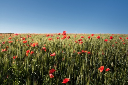 morning with wheat and poppy fieldsの写真素材