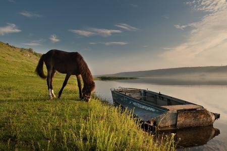 beautiful horse grazing on meadovの写真素材