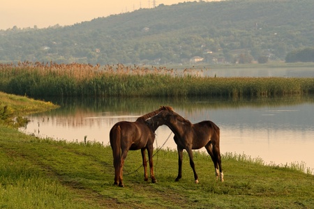 beautiful horse grazing on meadovの写真素材