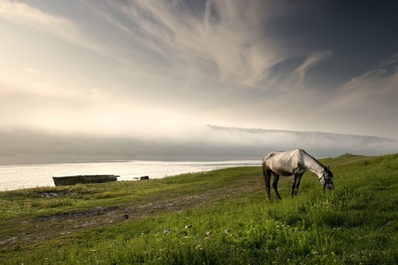 beautiful horse grazing on meadovの写真素材