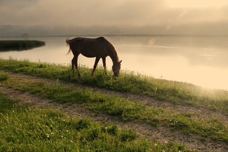 beautiful horse grazing on meadovの写真素材