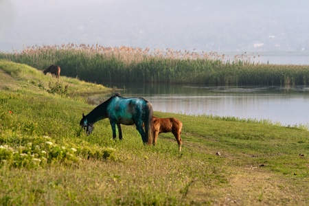 beautiful horse grazing on meadovの写真素材