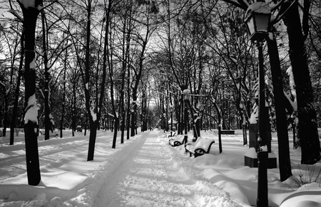 splendid scenery shiny winter snowの写真素材