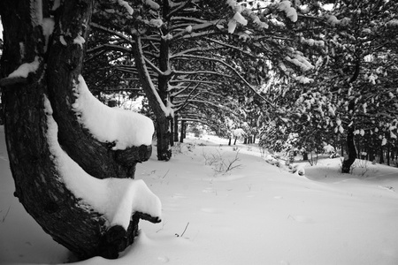 splendid scenery shiny winter snowの写真素材