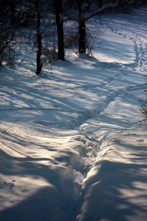 splendid scenery shiny winter snowの写真素材
