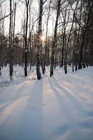 splendid scenery shiny winter snowの写真素材