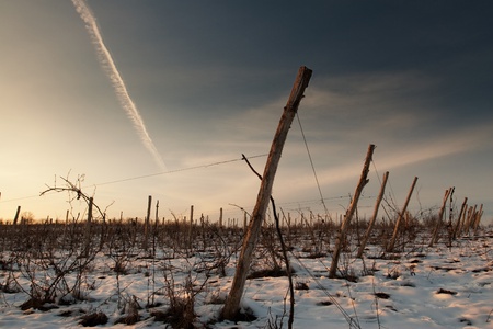 plantation life in the winterの写真素材
