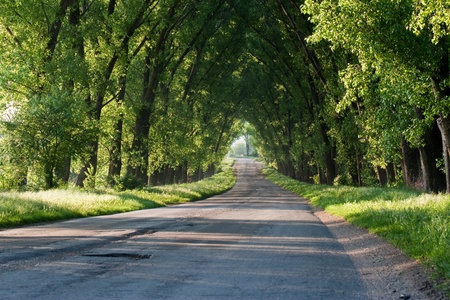 Drill asphalt road surrounded by treesの写真素材