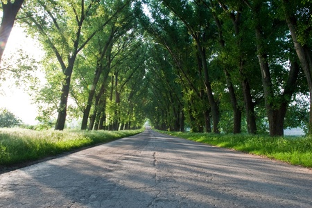 Drill asphalt road surrounded by treesの写真素材