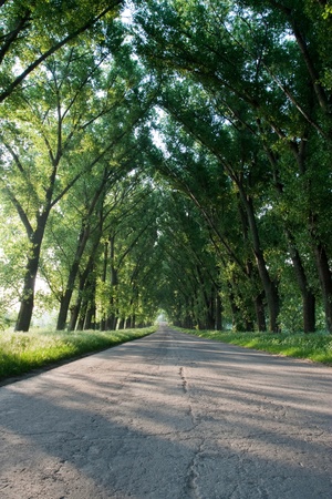 Drill asphalt road surrounded by treesの写真素材