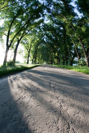 Drill asphalt road surrounded by treesの写真素材