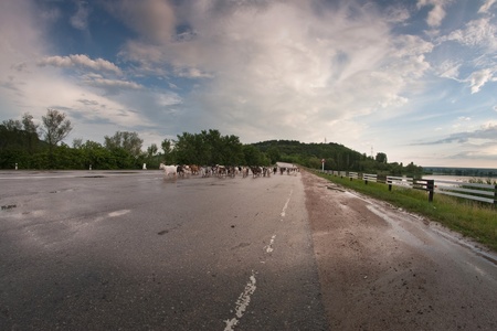 asphalt road rain soakedの写真素材