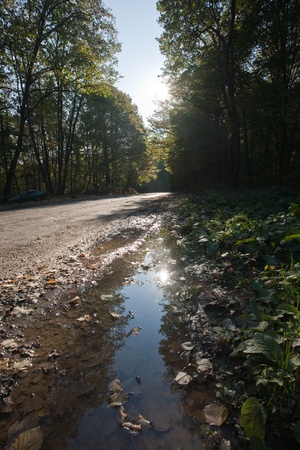 asphalt road through the forest in autumnの写真素材