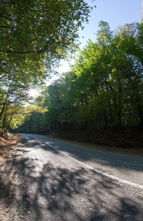 asphalt road through the forest in autumnの写真素材
