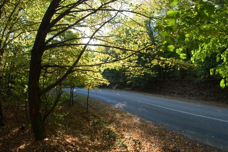 asphalt road through the forest in autumn の写真素材