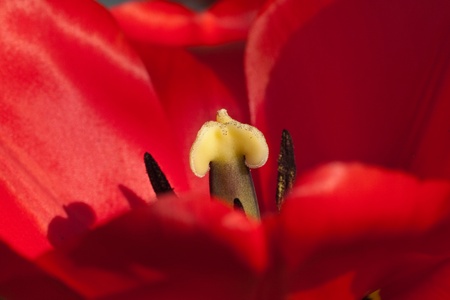 Close-up of tulip flowerの写真素材