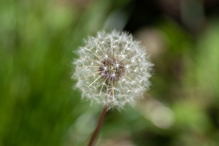 close-up of dandelion seed headの写真素材