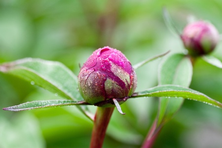 Peony flower の写真素材