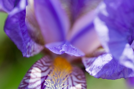 Close up macro of flower with copy space.の写真素材