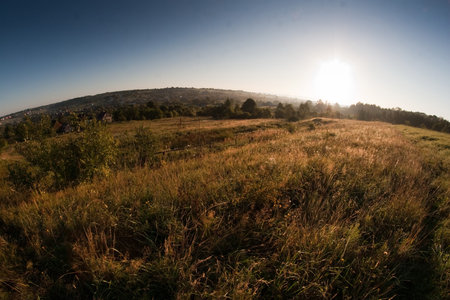 Beautiful green mountain landscape with trees in Carpathians 